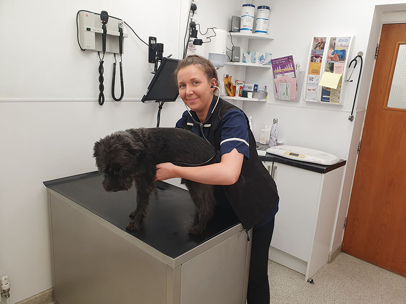 Image For Pet Passports At Broad Lane Vets In Coventry