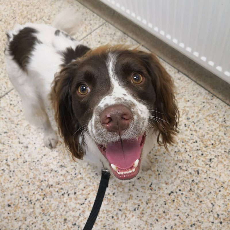 Image For Puppy Package At Broad Lane Vets In Coventry