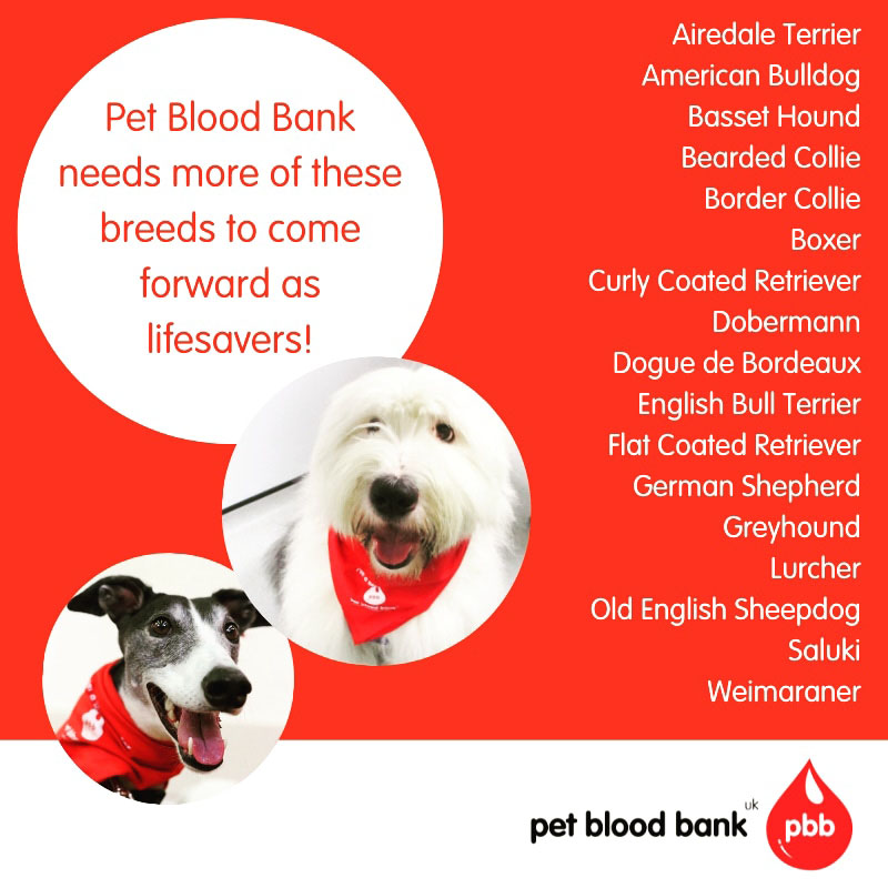 Image For Pet Blood Transfusions At Broad Lane Vets In Coventry