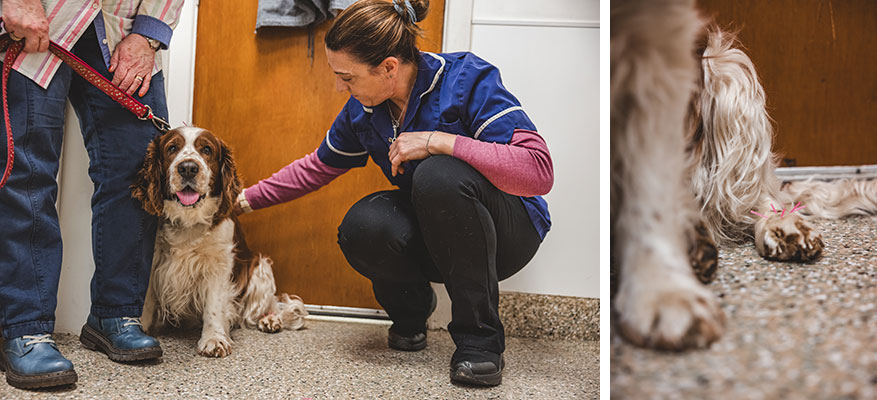 Dog receiving acupuncture