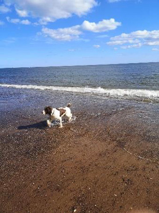 Heat Stroke In Dogs & Cats