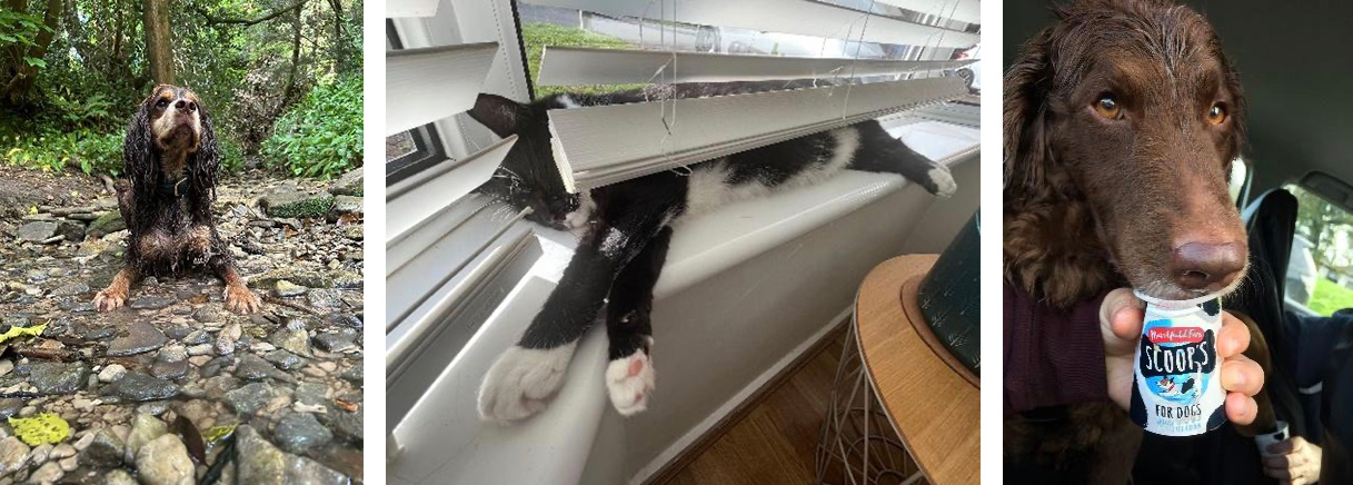 Heat Stroke In Dogs & Cats