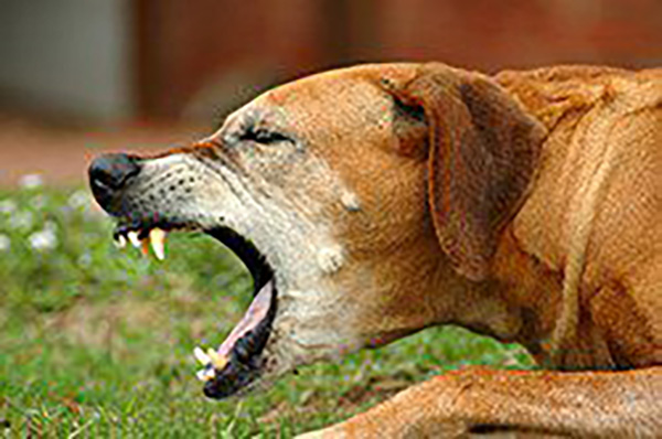 Kennel Cough Information Image 1